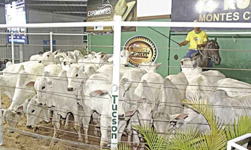 Expomontes é cancelada, mas pecuaristas devem faturar até R$ 10 milhões com venda de gado - DIVULGAÇÃO/SOCIEDADE RURAL