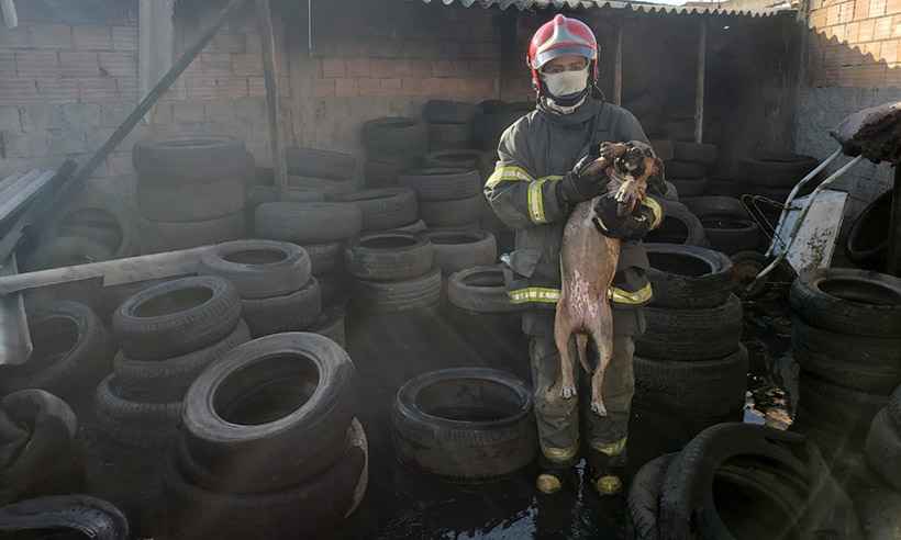 Bombeiros resgatam cachorro de incêndio em borracharia na BR-040 - Corpo de Bombeiros/Divulgação