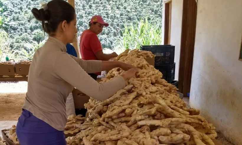 Gengibre diversifica produção no Leste de Minas - Divulgação Emater-MG