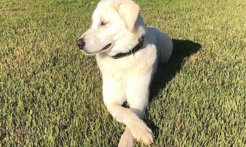 Cachorro adotado por família Bolsonaro será devolvido ao antigo dono - Divulgação