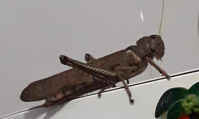 Dona de casa encontra gafanhoto 'gigante' em cima de geladeira no MS - Reprodução/ Redes Sociais