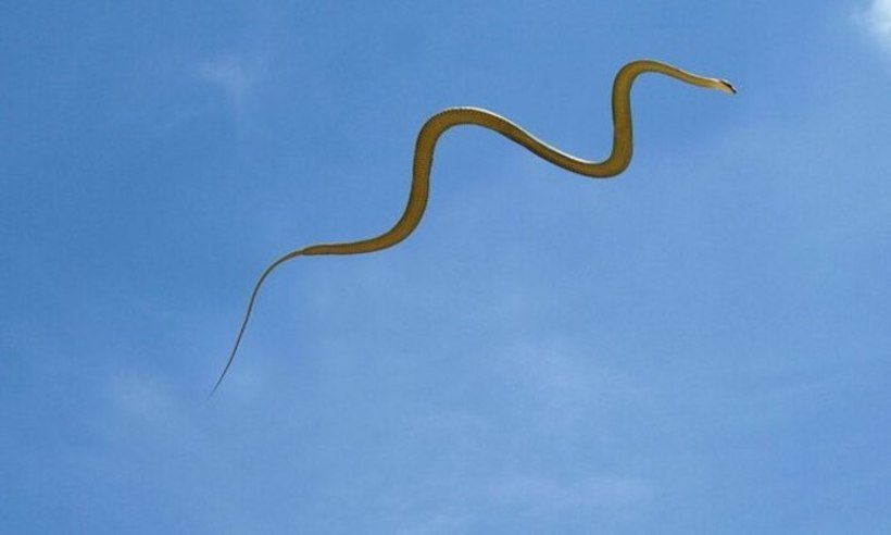 Vídeo: cobras voadoras pulam em árvores e viram um enigma para cientistas - Reprodução/Science News