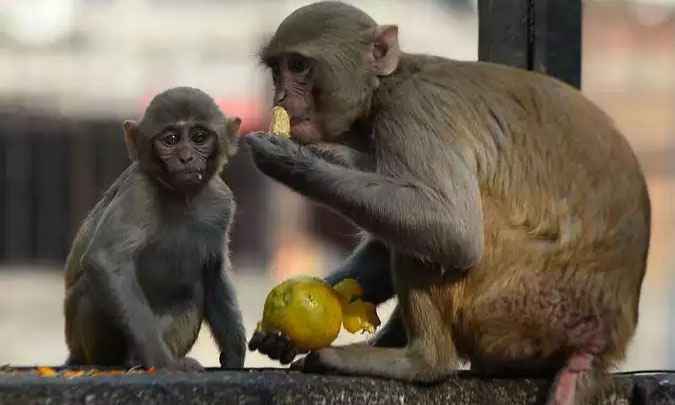 Macacos conseguem enfrentar segundo contato com o coronavírus, aponta pesquisa