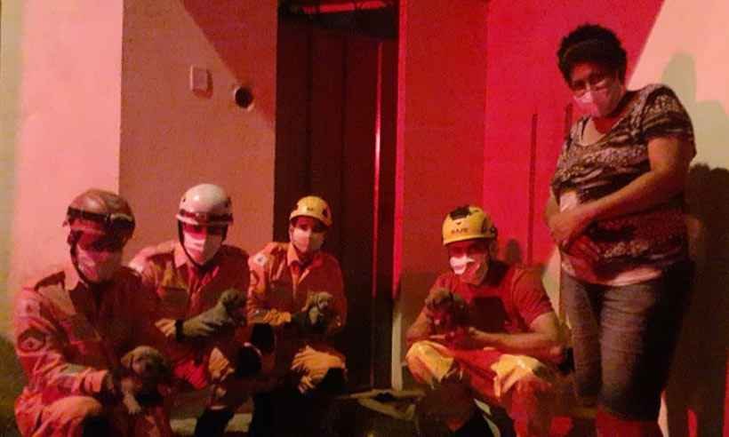 Bombeiros resgatam cãezinhos presos em tubulação de água em Sete Lagoas - Corpo de Bombeiros/Divulgação