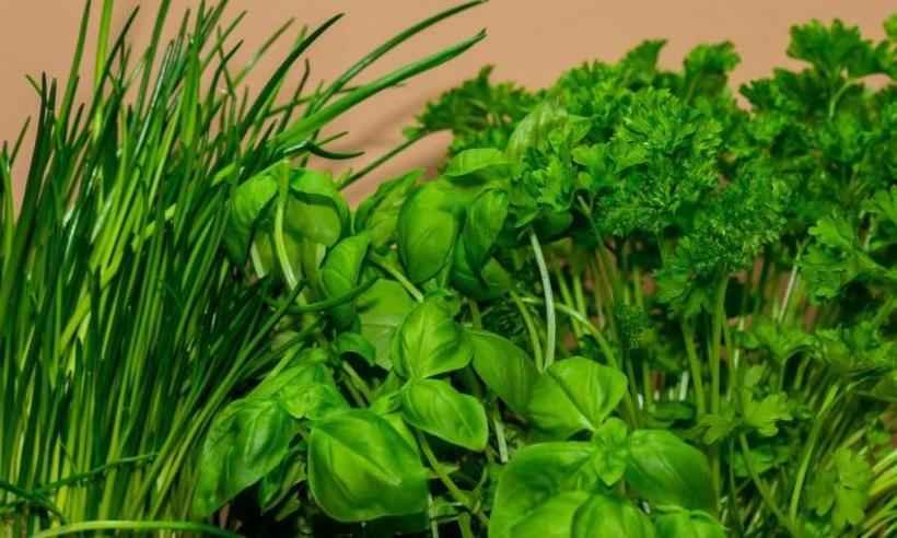 Alimentos funcionais são protetores do organismo e previnem doenças - Pixabay