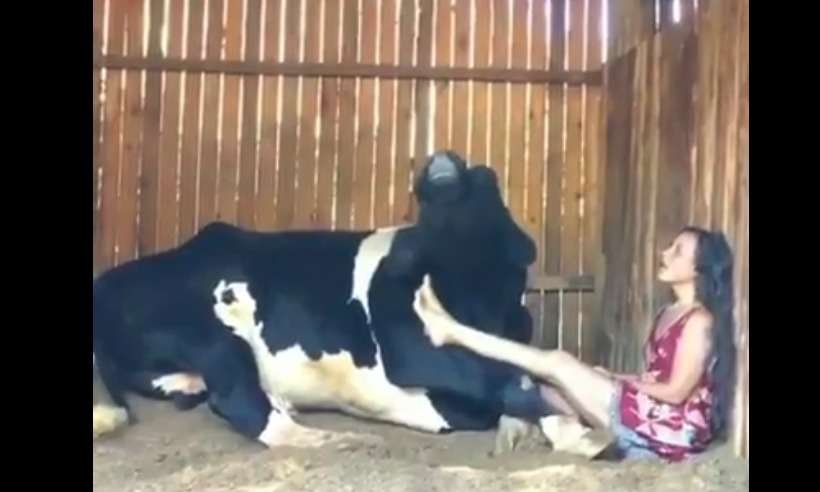 Dueto fofo e improvável entre mulher e boi chama a atenção nas redes sociais - Reprodução/Redes Sociais