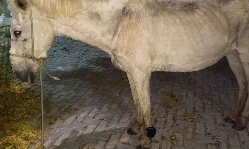 Cavalo é encontrado com tornozeleira eletrônica em Iguatu, no Ceará