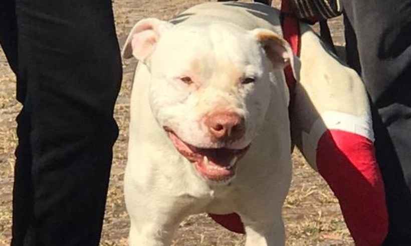 Cão que teve patas mutiladas vai ganhar cadeira de rodas em Belo Horizonte - Ticiana Lima Dornas/Arquivo pessoal