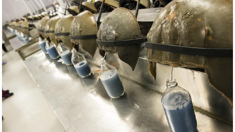 Como caranguejos de sangue azul podem ajudar no desenvolvimento da vacina contra COVID-19 &#8211; e morrer por isso - Getty Images