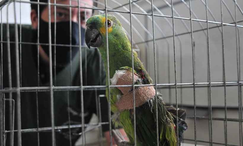 Linhas cortantes já feriram mais de 60 animais em BH neste ano - Gladyston Rodrigues/EM/DA Press