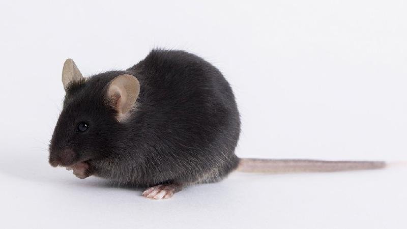 Camundongos transgênicos usados em pesquisas de COVID-19 viram alvo de disputa mundial - The Jackson Laboratory (JAX)