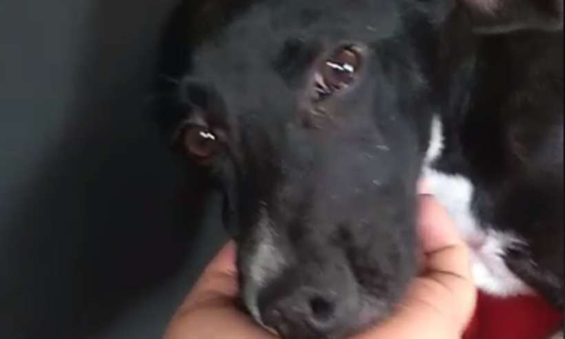 Dona de lar temporário envenena cães para tentar se livrar de crime, aponta polícia - Reprodução/Facebook