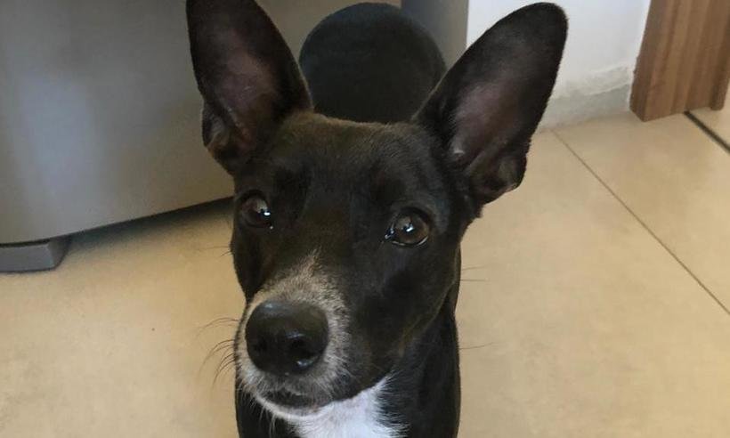 Advogada resgata cachorro abandonado por mulher no Bairro Funcionários - Reprodução Arquivo Pessoal 