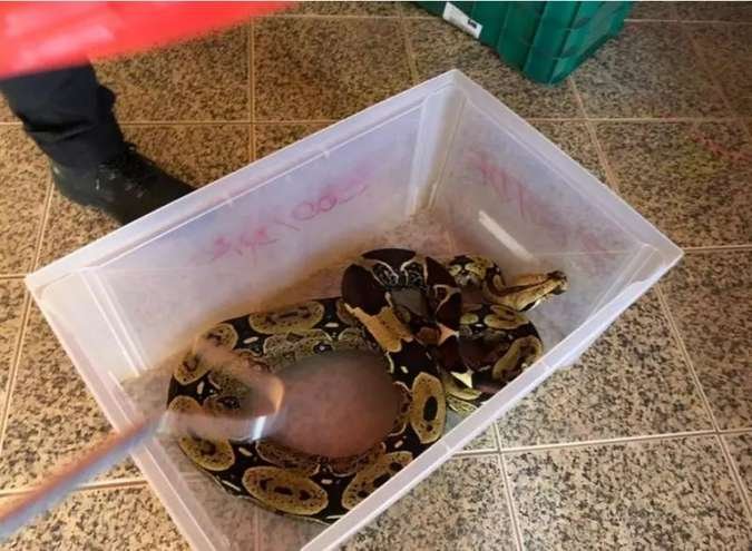 O caso da Naja que picou estudante: Entenda como funciona o cruel e lucrativo mercado de tráfico de animais -  Ibram/Divulgação