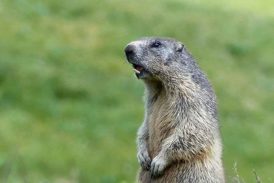 Jovem morre de peste bubônica na Mongólia após comer carne de marmota - PixaBay/Reprodução