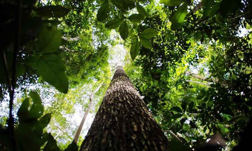 Por que Amazonas se chama amazonas? - Marcelo Camargo/Agência Brasil