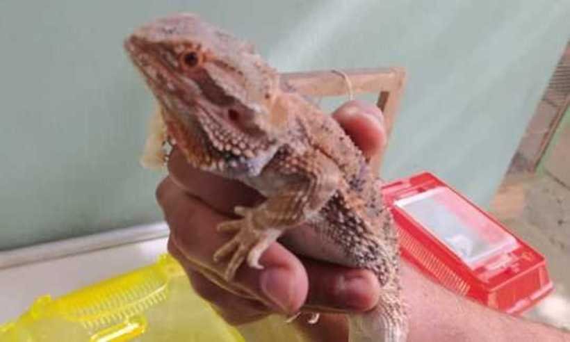Animais silvestres e exóticos são apreendidos no Bairro Goiânia, em BH - Divulgação/Polícia Militar