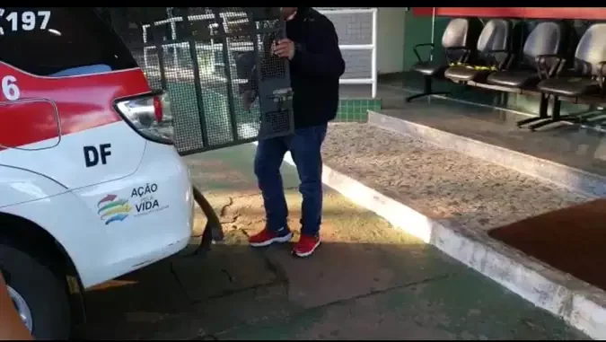 Amigo de estudante picado por naja é preso por atrapalhar investigação - PCDF