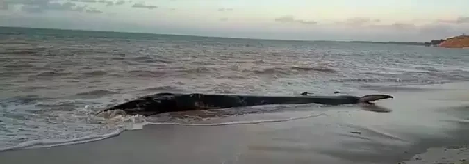 Vídeo: baleia encalhada em praia de Alagoas é devolvida ao mar - Reprodução/Instituto Biota de Conservação