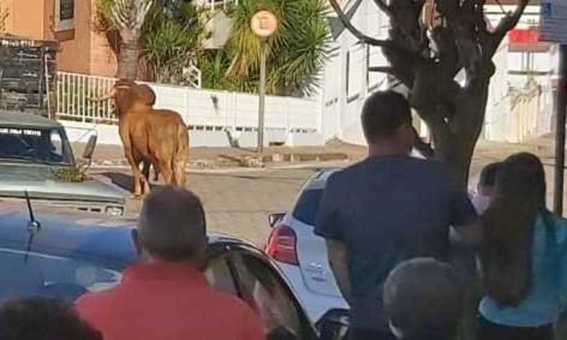 Boi foge de fazenda, invade cidade, ataca homem e é morto a tiros de fuzil; veja vídeo - Movimento Mineiro pelos Direitos Animais (MMDA)/Divulgação