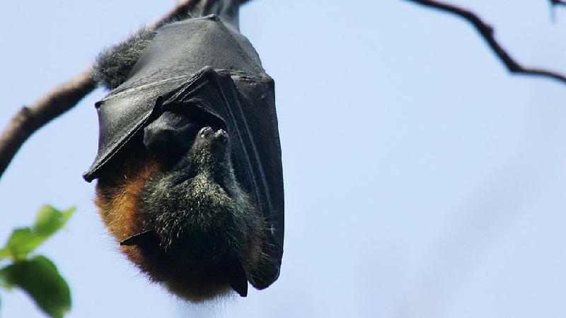 Cura para covid-19: cientistas buscam respostas no genoma de morcegos - Huw Evans picture agency