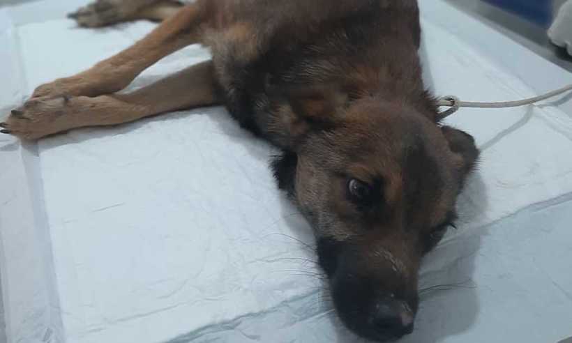Filhote de cachorro morre após ter pênis cortado e patas quebradas em Vespasiano - ONG Bicho Loko/Divulgação
