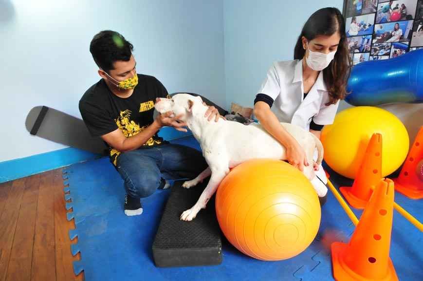Pitbull Sansão, que teve as patas decepadas por facão, volta para casa - Fotos: Gladyston Rodrigues/EM/D.A Press
