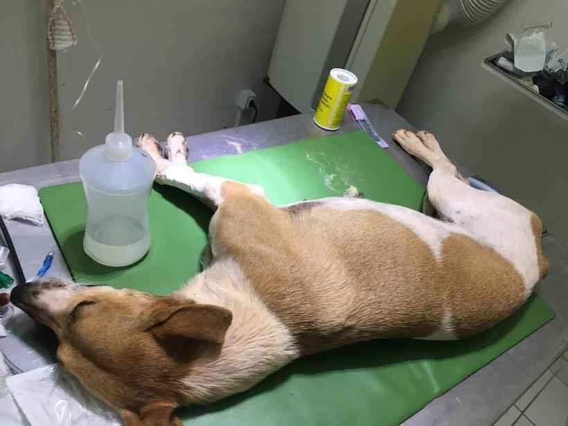 Quatro cães são envenenados e esfaqueados no Aglomerado da Serra - Amor em Quatro Patas/Reprodução
