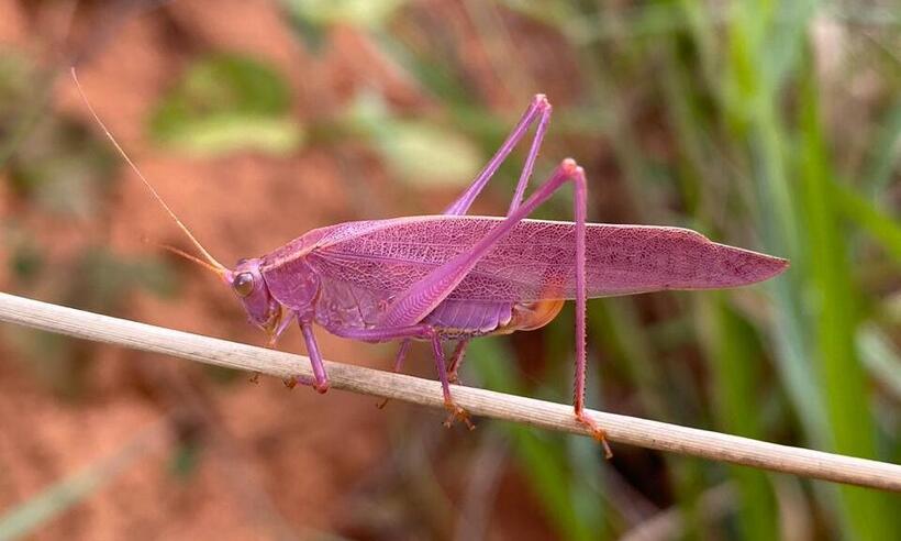 Sorte em dobro: inseto raro, esperança cor-de-rosa é fotografada em Minas Gerais - Gabriele Cordeiro/Reprodução