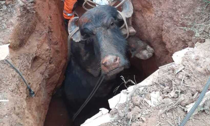 Após sete horas de resgate, bombeiros conseguem retirar búfalo de cisterna em Ribeirão das Neves  - Bombeiros/Divulgação