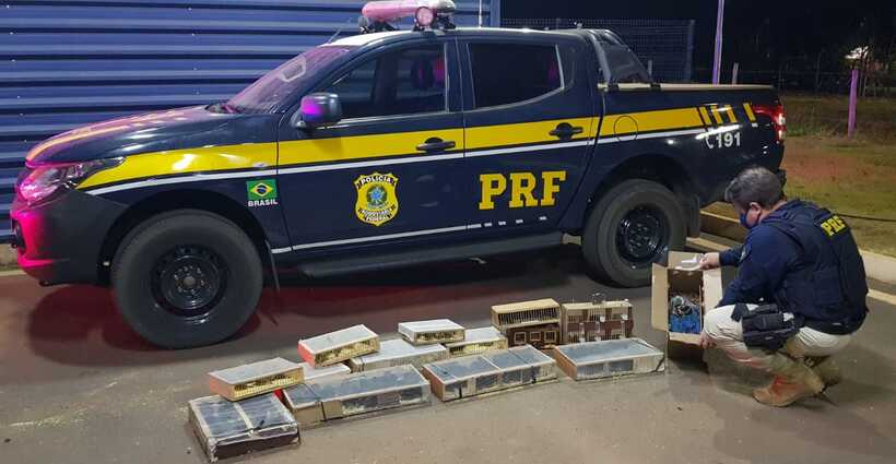 Dupla é presa com cerca de 300 aves da fauna brasileira em Uberaba - PRF/Divulgação