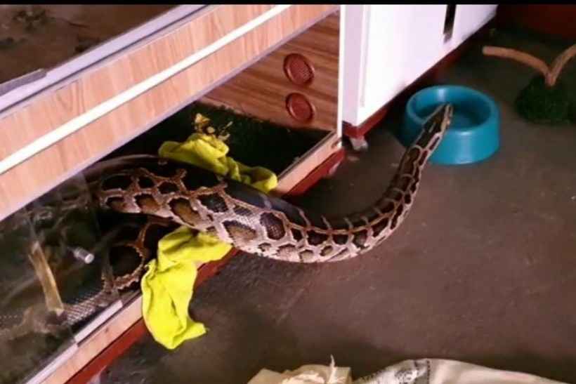 Cobra de 8 metros e 90 kg é encontrada pela Polícia - Divulgação/PCDF