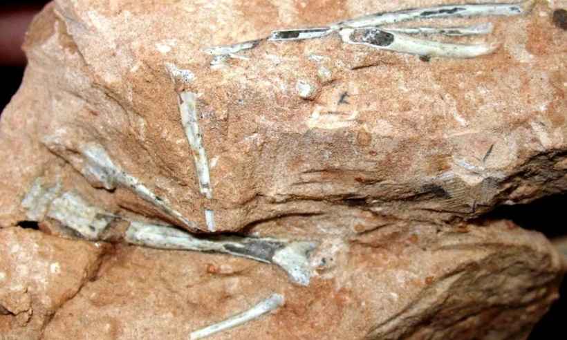 Fósseis de serpentes pré-históricas são achados no interior de São Paulo - Willian Nava/Divulgação