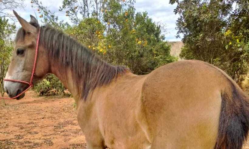 Liminar da Justiça evita sacrifício de cavalo de R$ 23 mil na Região Central de Minas - Arquivo Pessoal