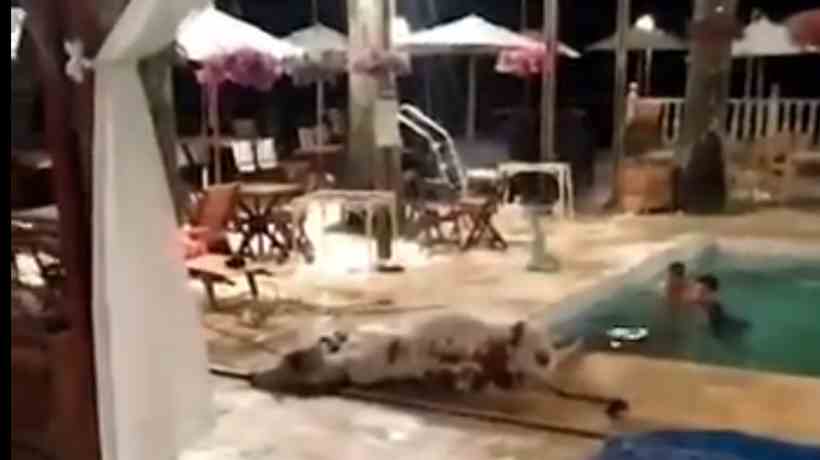 Bezerro cai em piscina de hotel fazenda em Confins, na Grande BH - Reprodução/Redes Sociais