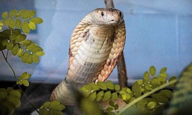 PM investiga coronel padrasto de jovem picado por naja - Ivan Mattos/Zoologico de Brasilia - 11/7/20