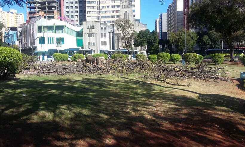 Quase quatro mil árvores já foram suprimidas em BH neste ano - Evandro Oliveira/Divulgação