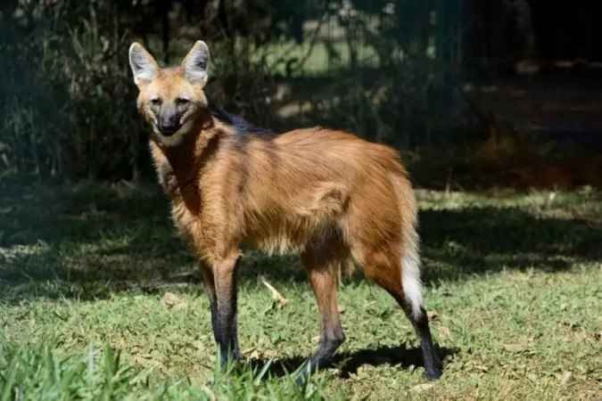 Saiba por que o lobo-guará é o animal estampado na nova nota de R$200 - Marcelo Ferreira/CB/D.A Press