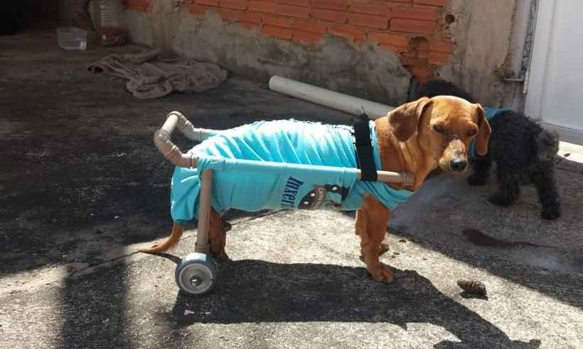 Canos de PVC e rodinhas: a prótese que está ajudando o cãozinho Bob a andar - Arquivo Pessoal