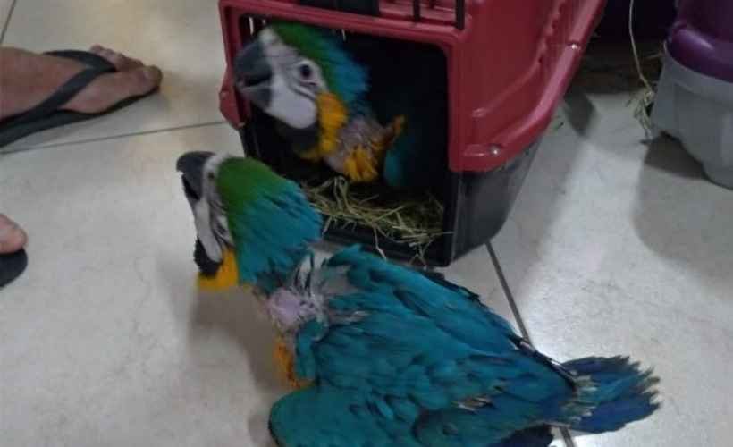 Seis pássaros silvestres são apreendidos na Zona da Mata mineira - PRF/Divulgação