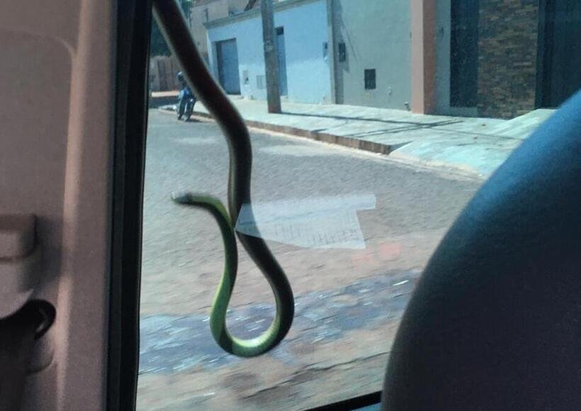 Vídeo: cobra-cipó pega carona em carro por cerca de 1,5 km - Johnny White/Arquivo pessoal