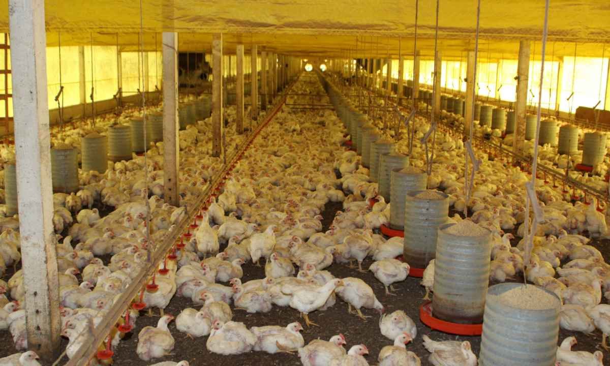 Brasil cobra das Filipinas retirada de embargo à carne de frango - Jonas Oliveira/AENotícias / Fotos Públicas