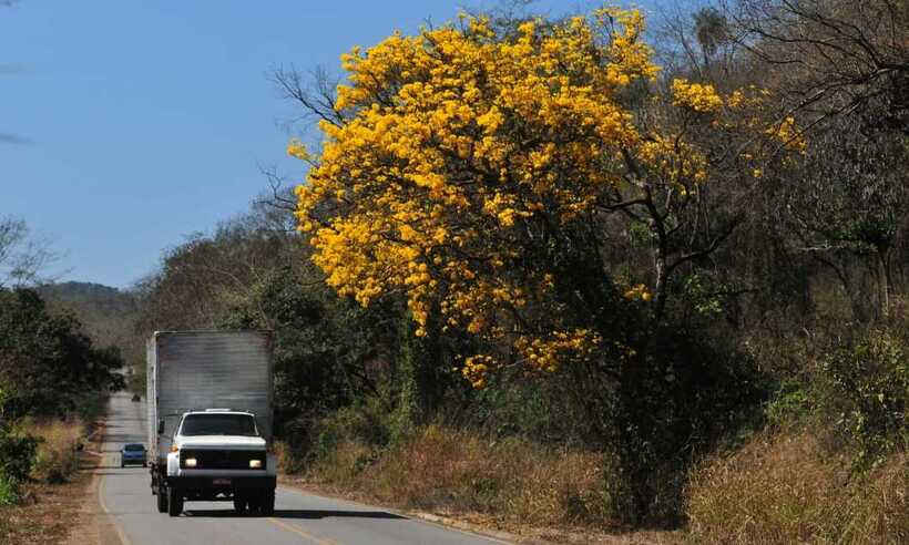 Estação da beleza: ipês-amarelos colorem a paisagem - Gladyston Rodrigues/EM/D.A Press