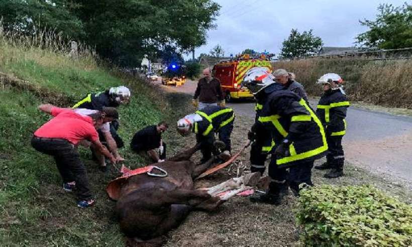 Mistério: mutilações de cavalos na França intrigam autoridades  - Loick Crampom/AFP