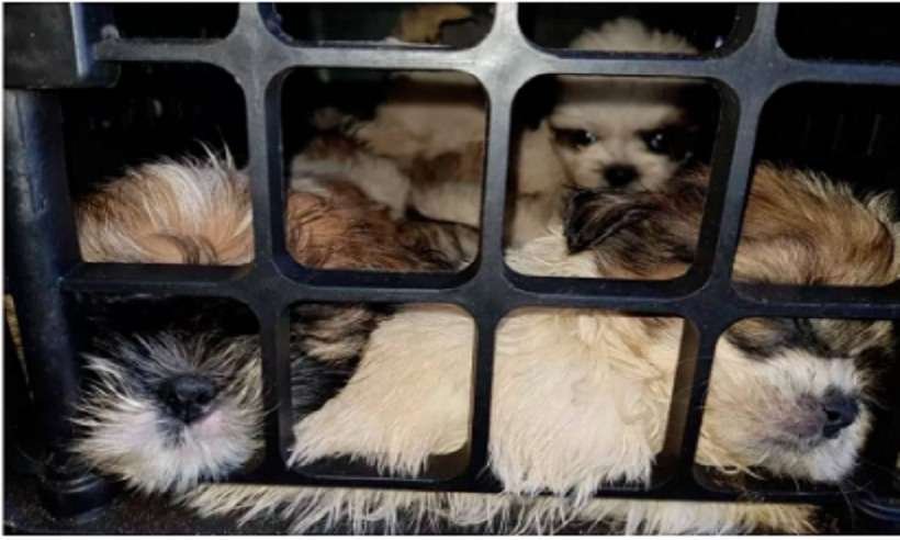 Senado aprova projeto que aumenta pena para maus-tratos contra cães e gatos - Polícia Civil/Divulgação 
