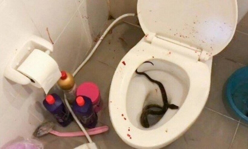 Ao se sentar em vaso sanitário, jovem é picado no pênis por píton - Twitter/Reprodução 
