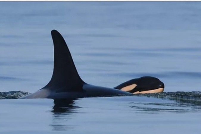 Orca que comoveu o mundo ao nadar com filhote morto se torna mãe - Katie Jones, Center for Whale Research