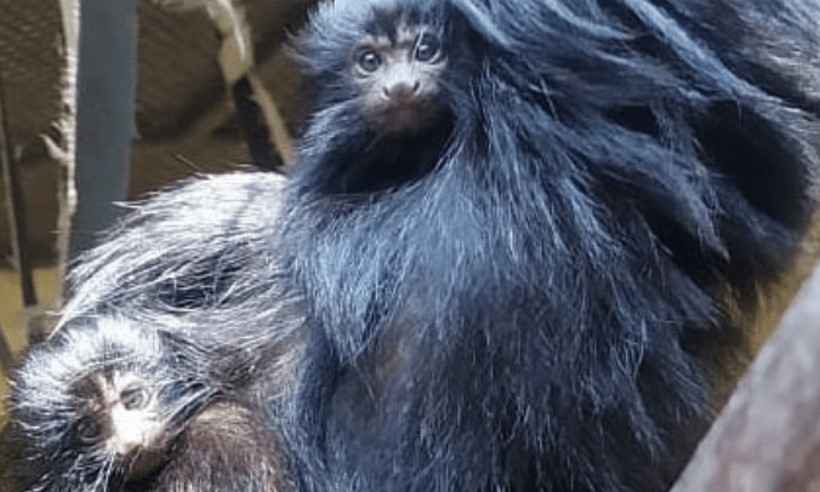 Em perigo de extinção, dois filhotes de mico-leão-preto nascem em SP - Zoo São Paulo/Reprodução