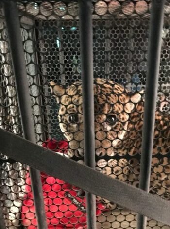 Filhote de onça-pintada é resgatado com patas queimadas por incêndio no Pantanal - Divulgação
