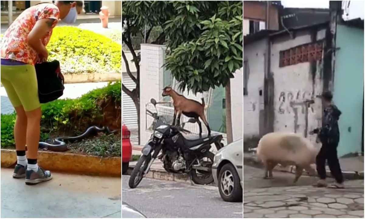Cobra em carrinho de bebê e cabrito motoqueiro: 5 cenas que só se veem em BH - Reprodução de Instagram